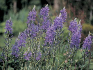 Camassia quamash (C.esculenta) bestellen